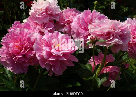 Peony The Fawn. Doppelte rosa Pfingstrose Blume. Viele Blumen.