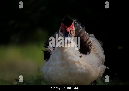 Schöne indische Hausente sitzen in einem grünen Grasfeld und Sonnenbaden, diese Hausente ist eine Familie von indischen Läufer Ente. Stockfoto