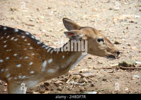 Das Chital, auch als Fleckhirsch, Chital-Hirsch und Achsenhirsch bekannt, ist eine Hirschart, die auf dem indischen Subkontinent beheimatet ist. Stockfoto