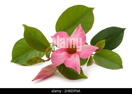 Rosa mandevilla Blume isoliert auf weißem Hintergrund Stockfoto