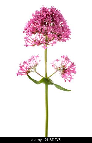 Rote Baldrian Blumen auf weißem Hintergrund Stockfoto