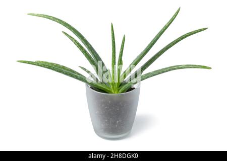 Aloe Vera Pflanze in einem Glastopf isoliert auf weißem Hintergrund Stockfoto