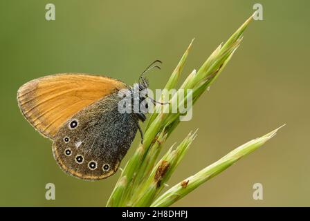 Kastanienhaie Schmetterling sitzt bewegungslos auf Gras auf der Wiese. Am frühen Morgen. Seitenansicht, Nahaufnahme. Unscharfer Hintergrund. Gattung Coenonympha Glycerin Stockfoto