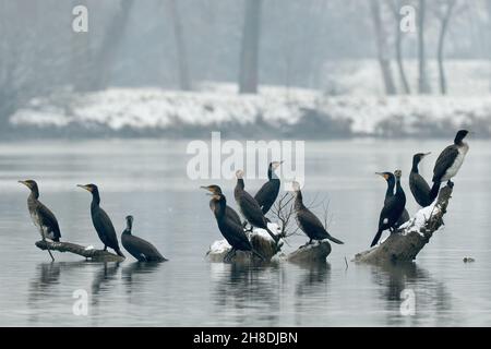 Große Kormorane im Fluss. Regungslos auf Steinen und Holz sitzend. Gruppe, im frühen Winter nebliger Morgen. Gattung Phalacrocorax carbo. Trencin, Slowakei Stockfoto