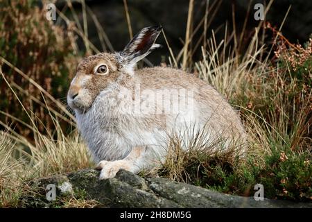 Weißer Berghare, Chew Valley Stockfoto