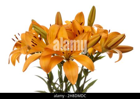 Orange Lilien isoliert auf weißem Hintergrund Stockfoto