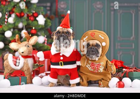 Ein Paar französische Bulldoggen in lustigen Weihnachtskostümen, die als Weihnachtsmann und Lebkuchenmann vor dem Weihnachtsbaum verkleidet sind Stockfoto
