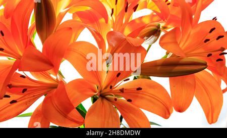 Nahaufnahme Orange Lilien Blumen mit weißem Hintergrund Stockfoto