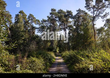 Datteln, Nordrhein-Westfalen, Deutschland - Lippe, Fluss- und Auenentwicklung der Lippe bei Haus Vogelsang. Der Fernwanderweg Ho Stockfoto