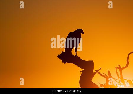 Accipiter gentilis - der gemeine Habicht ist eine Art des accipitriformen Vogels aus der Familie der Accipitridae. Stockfoto