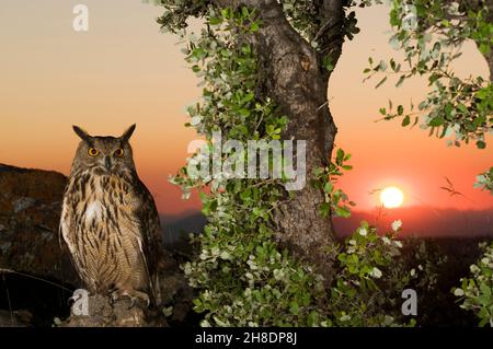 Bubo bubo - die Adlereule ist eine Art von strigiformen Vögeln aus der Familie der Strigidae. Stockfoto