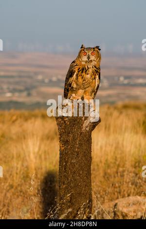 Bubo bubo - die Adlereule ist eine Art von strigiformen Vögeln aus der Familie der Strigidae. Stockfoto