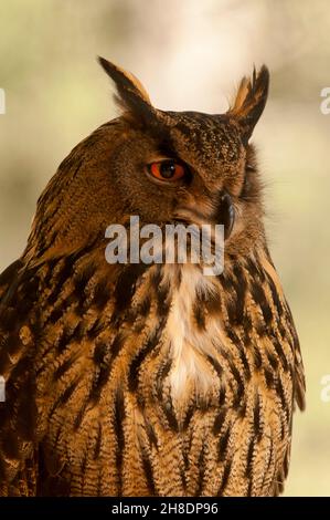 Bubo bubo - die Adlereule ist eine Art von strigiformen Vögeln aus der Familie der Strigidae. Stockfoto