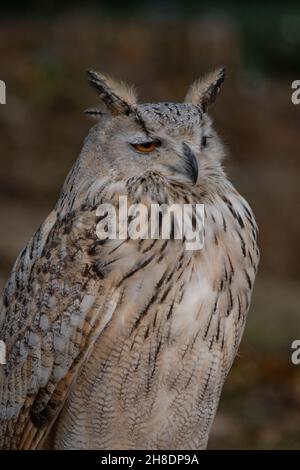 Bubo bubo sibiricus - die Siberian Eagle Owl ist eine Art von strigiformen Vögeln aus der Familie der Strigidae. Stockfoto