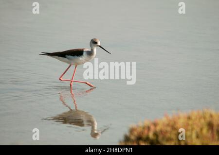 Himantopus himantopus - der gemeine Stelzenläufer ist eine Art karadriformen Vogels aus der Familie der Recurvirostridae. Stockfoto