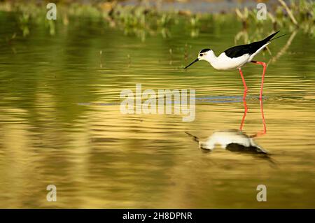 Himantopus himantopus - der gemeine Stelzenläufer ist eine Art karadriformen Vogels aus der Familie der Recurvirostridae. Stockfoto