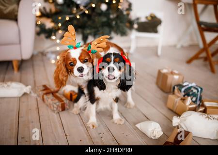 Zwei Spaniels, umgeben von Neujahrsdekorationen und Geschenken, spielen und genießen Weihnachten und Neujahr. Stockfoto