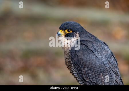 Falco peregrinus - der Wanderfalke ist eine Art falkoniformen Vogels aus der Familie der Falconidae. Stockfoto