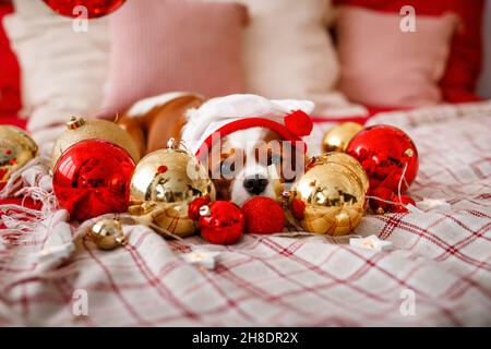 Cavalier King Charles Spaniel liegt auf dem Sofa mit Neujahrsdekorationen für den Weihnachtsbaum. Hund mit Weihnachtskugeln. Stockfoto