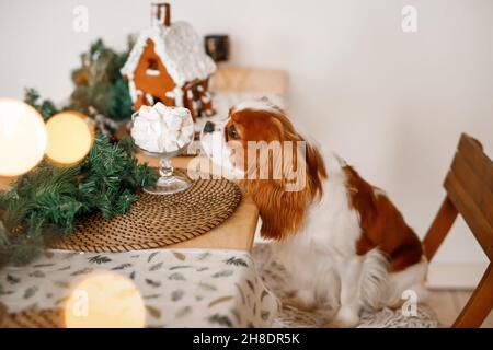 Cavalier King Charles Spaniel sitzt an einem Tisch in einem geschmückten Weihnachtszimmer und schnüffelt einen marshallow Neujahrshund. Stockfoto