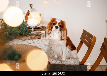 Cavalier King Charles Spaniel sitzt an einem Tisch in einem geschmückten Weihnachtszimmer und schnüffelt einen marshallow Neujahrshund. Stockfoto