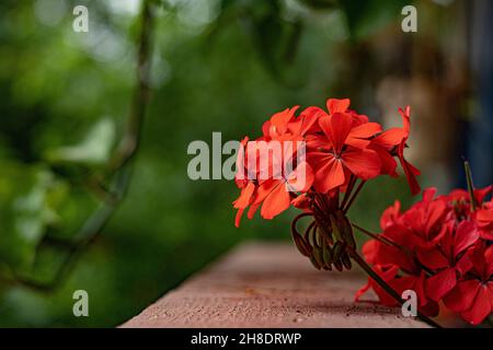 Rote Geranien auf dem Balkon Ende Mai 2021 Stockfoto