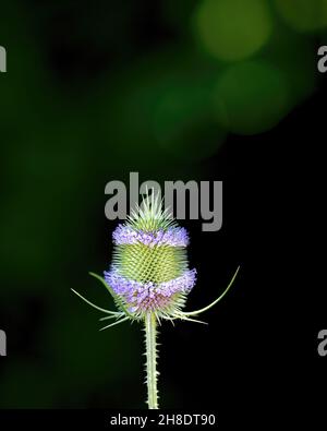 Blumen und Kopf, geringe Schärfentiefe Stockfoto