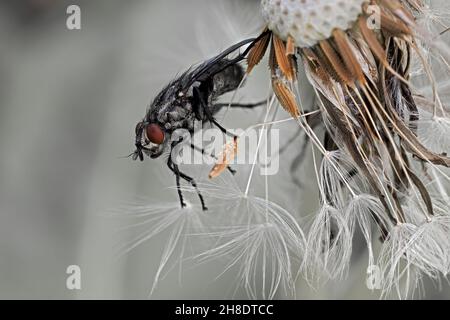 Extreme Nahaufnahme einer Fliege auf den Samenständen eines Dandelions Stockfoto