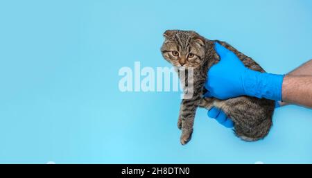 Eine Tierkatze bei einer Untersuchung in einer Tierklinik. Die Katze in den Händen eines Arztes in medizinischen Handschuhen. Veterinärkonzept. Banner. Speicherplatz kopieren Stockfoto