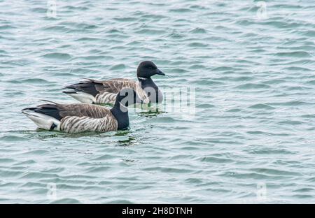 Zwei im Wasser schwimmende Borten (Branta bernicla). Speicherplatz kopieren. Horizontales Format. Stockfoto