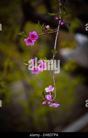 Pfirsichblüten Anfang März 2021 Stockfoto