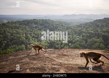 Zwei niedliche Affen, die in Sri Lanka auf einem Felsen gegen die Landschaft mit tropischem Regenwald laufen. Stockfoto
