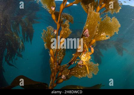 Wedel und Schwimmer von Riesenkelp (Macrocystis pyrifera) wachsen unter Wasser im Ozean in Monterey Bay, Kalifornien. Eine Krabbe ist auf dem Kelp getarnt. Stockfoto