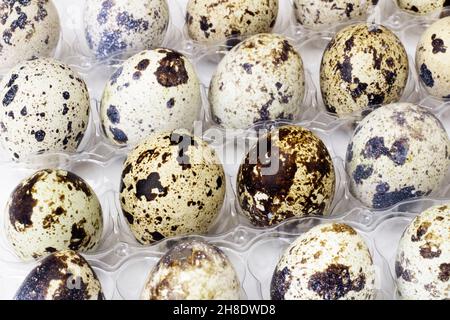 Viele Wachteleier in der Packung. Selektiver Fokus. Hintergrund mit Wachteleiern. Konzept Bauernhof, Geflügelzucht, ostern. Speicherplatz kopieren Stockfoto