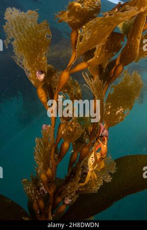 Wedel und Schwimmer von Riesenkelp (Macrocystis pyrifera) wachsen unter Wasser im Ozean in Monterey Bay, Kalifornien. Eine Krabbe ist auf dem Kelp getarnt. Stockfoto