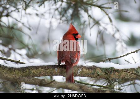 Roter männlicher Kardinal in schneebedecktem Baum Stockfoto