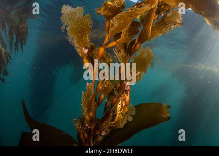 Wedel und Schwimmer von Riesenkelp (Macrocystis pyrifera) wachsen unter Wasser im Ozean in Monterey Bay, Kalifornien. Eine Krabbe ist auf dem Kelp getarnt. Stockfoto