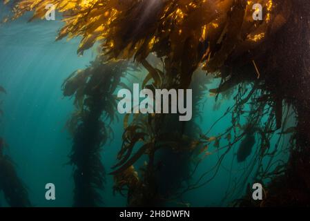 Ein wichtiges Ökosystem an der Westküste: Der riesige Seetang (Macrocystis pyrifera) unter Wasser in der Monterey Bay, Kalifornien. Stockfoto