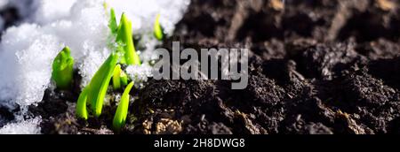 Die erste Frühlingsblumenpflanze sprießt aus der Erde und Schnee in der Sonne. Erwachen der Natur. Anfang Frühling. Banner. Cspace kopieren Stockfoto