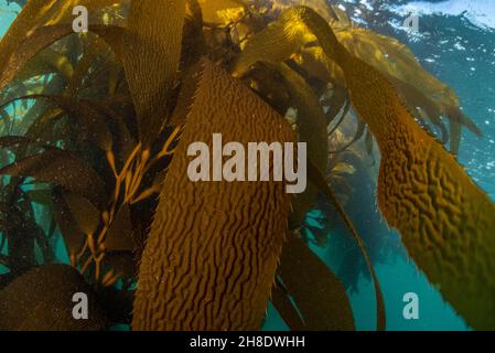 Wedel und Schwimmer von Riesenkelp (Macrocystis pyrifera) wachsen unter Wasser im Ozean in Monterey Bay, Kalifornien. Stockfoto