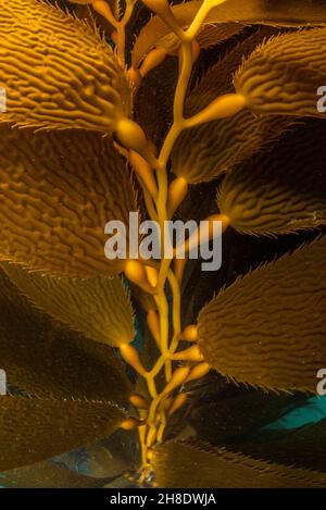 Wedel und Schwimmer von Riesenkelp (Macrocystis pyrifera) wachsen unter Wasser im Ozean in Monterey Bay, Kalifornien. Stockfoto