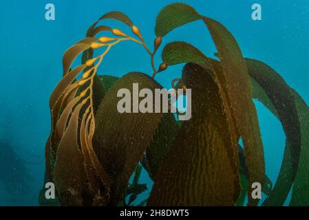 Wedel und Schwimmer von Riesenkelp (Macrocystis pyrifera) wachsen unter Wasser im Ozean in Monterey Bay, Kalifornien. Stockfoto