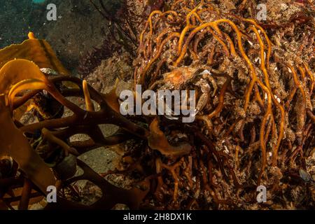 Eine Seetang-Krabbe (Pugettia producta), getarnt auf dem Holdfast eines riesigen Seetang (Macrocystis pyrifera) unter Wasser in Monterey Bay, Kalifornien. Stockfoto