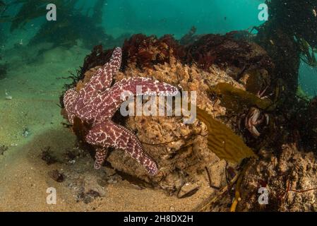 Dieser Seestern, ein violetter Seestern (Pisaster ochraceus) unter Wasser, ist eine große Stachelhäuter- und Keystone-Art der Monterey-Bucht in Kalifornien. Stockfoto
