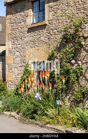 Rote Hot Pokers blühen Anfang Juni im Cotswold-Dorf Naunton im Tal des Flusses Windrush, Gloucestershire, Großbritannien Stockfoto