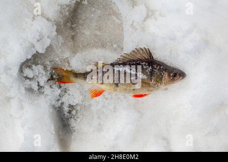 Bass liegt auf Schnee Nahaufnahme von fleischfressenden Fischen Stockfoto