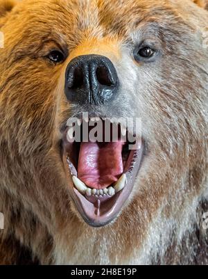 Wunderschön gearbeiteter und massiver Steinkamin, umgeben von Tieren, in einem Outdoor-Erholungsgeschäft in Nord-Zentral-Florida. Stockfoto