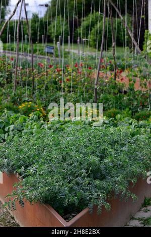 Runner Bean, Runner Beans, Klettern, Stöcke, Stock, Unterstützung, unterstützt, Stick, Sticks für Runner Beans, Garn nach oben, klettern, Kletterer, Ernte, Kulturen, Runner Bean Wigwam, Runne Stockfoto