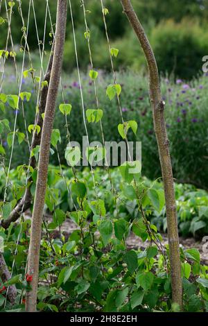 Runner Bean, Runner Beans, Klettern, Stöcke, Stock, Unterstützung, unterstützt, Stick, Sticks für Runner Beans, Garn nach oben, klettern, Kletterer, Ernte, Kulturen, Runner Bean Wigwam, Runne Stockfoto