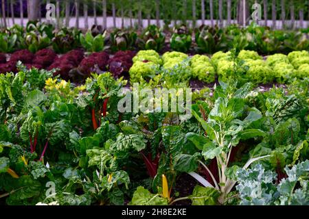 Mangold, chards, Blätter, Laub, Beta vulgaris subsp cicla var flavescens, essbare Ernte, Getreide, Gemüse, Gemüse, Gemüse, Gemüse, bunt, bunt, grün, g Stockfoto